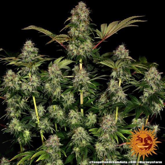 TANGERINE DREAM AUTO